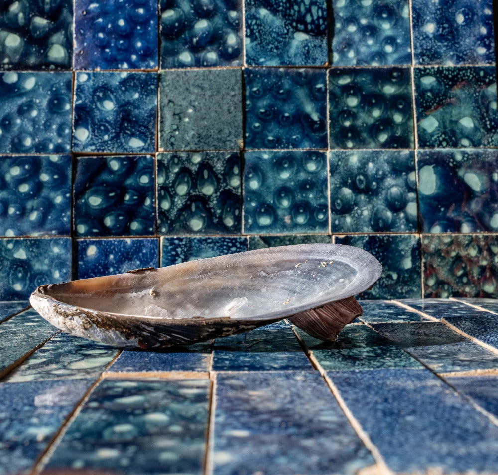 Seashell on a blue tiled surface